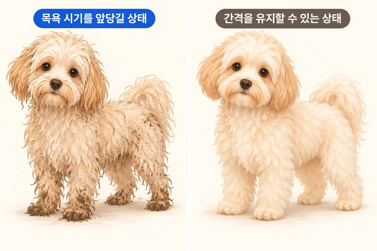 털의 엉킴과 생활 오염 정도에 따른 목욕 간격 판단 비교 일러스트
