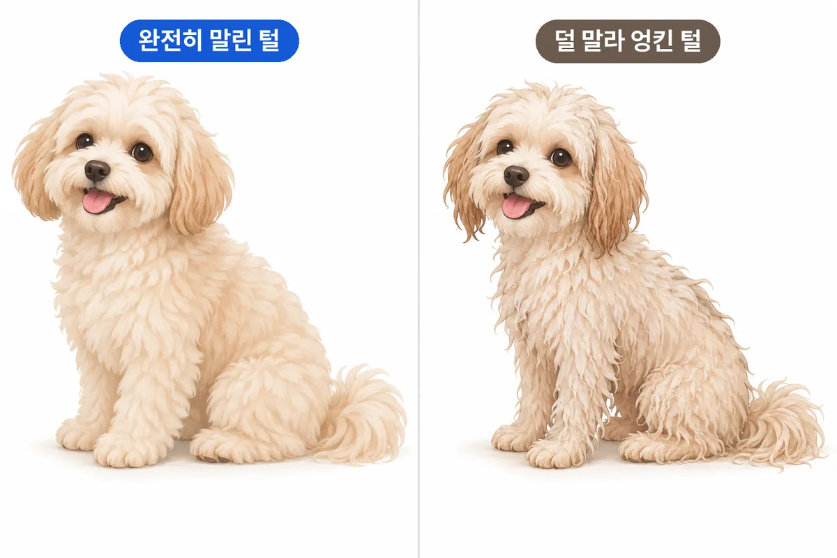 목욕 후 완전히 말려 보송한 털의 강아지와 덜 말라 축축하고 엉킨 털의 강아지를 비교한 일러스트